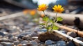 two yellow flowers growing out of the ground on a train track Royalty Free Stock Photo