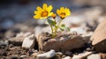 two yellow flowers growing out of a rock Royalty Free Stock Photo