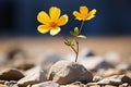 two yellow flowers growing out of a rock Royalty Free Stock Photo