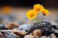 two yellow flowers are growing out of a rock Royalty Free Stock Photo