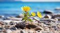 two yellow flowers growing out of a rock on a beach Royalty Free Stock Photo