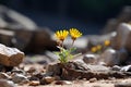two yellow flowers growing out of a rocky ground Royalty Free Stock Photo