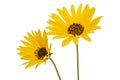 Two yellow flowers, isolated on white background Royalty Free Stock Photo