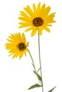 Two yellow flowers, isolated on white background Royalty Free Stock Photo