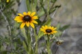 Two Yellow Flowers in a Landscape Bed