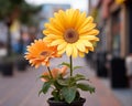 two yellow flowers in a pot on a sidewalk Royalty Free Stock Photo