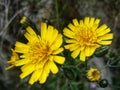 Two yellow flowers on stone Royalty Free Stock Photo