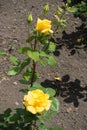 Two yellow flowers and two buds of rose Royalty Free Stock Photo