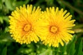 Two yellow dandelions close-up Royalty Free Stock Photo