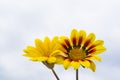 Two Yellow Gazanias, One Plain, One with Red and Black