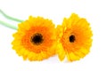 Two yellow Gerber flowers Royalty Free Stock Photo