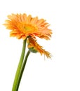 Two yellow gerbera flowers with drops of water isolated on white Royalty Free Stock Photo