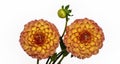 Two yellow gold colorful dahlias Royalty Free Stock Photo