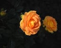 Two yellow golden floribunda rose flowers var. Goldelse on dark background Royalty Free Stock Photo