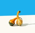 Two yellow green gourds pumpkins on beige and blue background