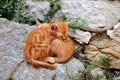 Two yellow kittens sleep together and lays down for a cat outdoor