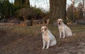 two yellow labrador retriever dogs sitting Royalty Free Stock Photo