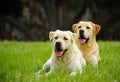 Two Yellow Labs