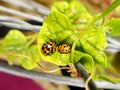 Two yellow Ladybird beetles