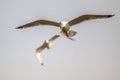 Two Yellow-legged gulls flying