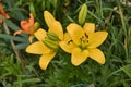 Two yellow lilies in bloom, close-up photo. Lilies in the garden after the rain with rain drops on the petals. Royalty Free Stock Photo