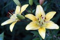 Two yellow lilies in the garden Royalty Free Stock Photo