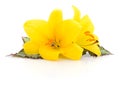 Two yellow lilies Royalty Free Stock Photo