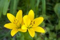 Two yellow lilies Royalty Free Stock Photo