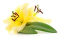 Two yellow lilies Royalty Free Stock Photo