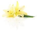 Two yellow lilies. Royalty Free Stock Photo