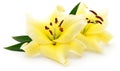 Two yellow lilies. Royalty Free Stock Photo