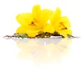 Two yellow lilies. Royalty Free Stock Photo