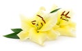 Two yellow lilies. Royalty Free Stock Photo