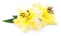 Two yellow lilies. Royalty Free Stock Photo