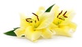 Two yellow lilies. Royalty Free Stock Photo