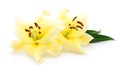 Two yellow lilies. Royalty Free Stock Photo