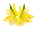 Two yellow lily Royalty Free Stock Photo