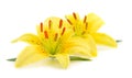 Two yellow lily Royalty Free Stock Photo