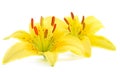 Two yellow lily Royalty Free Stock Photo