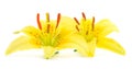 Two yellow lily Royalty Free Stock Photo