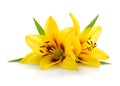 Two yellow lily Royalty Free Stock Photo