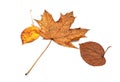 Two yellow Linden leaves and one maple on a white background. Autumn, leaf fall Royalty Free Stock Photo