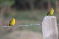 Two Yellow Birds on a barbed wire fence Royalty Free Stock Photo