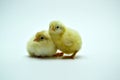 two yellow little chickens isolated on the white Royalty Free Stock Photo