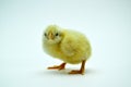 two yellow little chickens isolated on the white Royalty Free Stock Photo