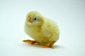 two yellow little chickens isolated on the white Royalty Free Stock Photo