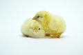 two yellow little chickens isolated on the white Royalty Free Stock Photo