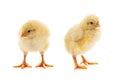 Two yellow little chickens Royalty Free Stock Photo