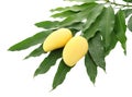 Two yellow mango and pile dirty leaf