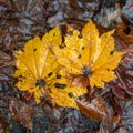 Two yellow maple leaf among brown leafs on ground for background Royalty Free Stock Photo